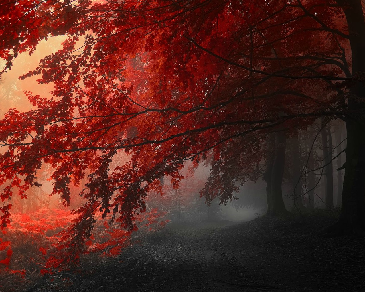 Rojo hojas de otoño bosque árboles HD wallpaper #14 - 1280x1024