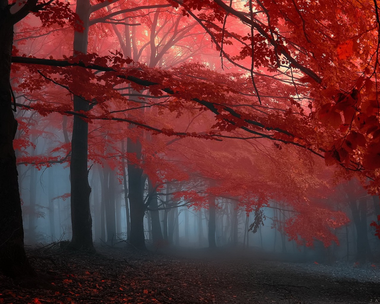 秋季红叶森林树木 高清壁纸15 - 1280x1024
