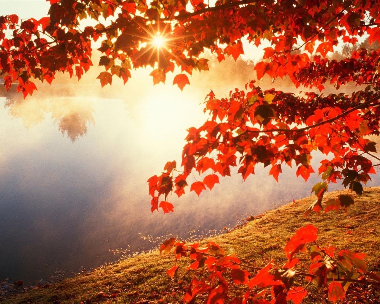 Herbst rote Blätter Waldbäumen HD Wallpaper #20 - 1280x1024