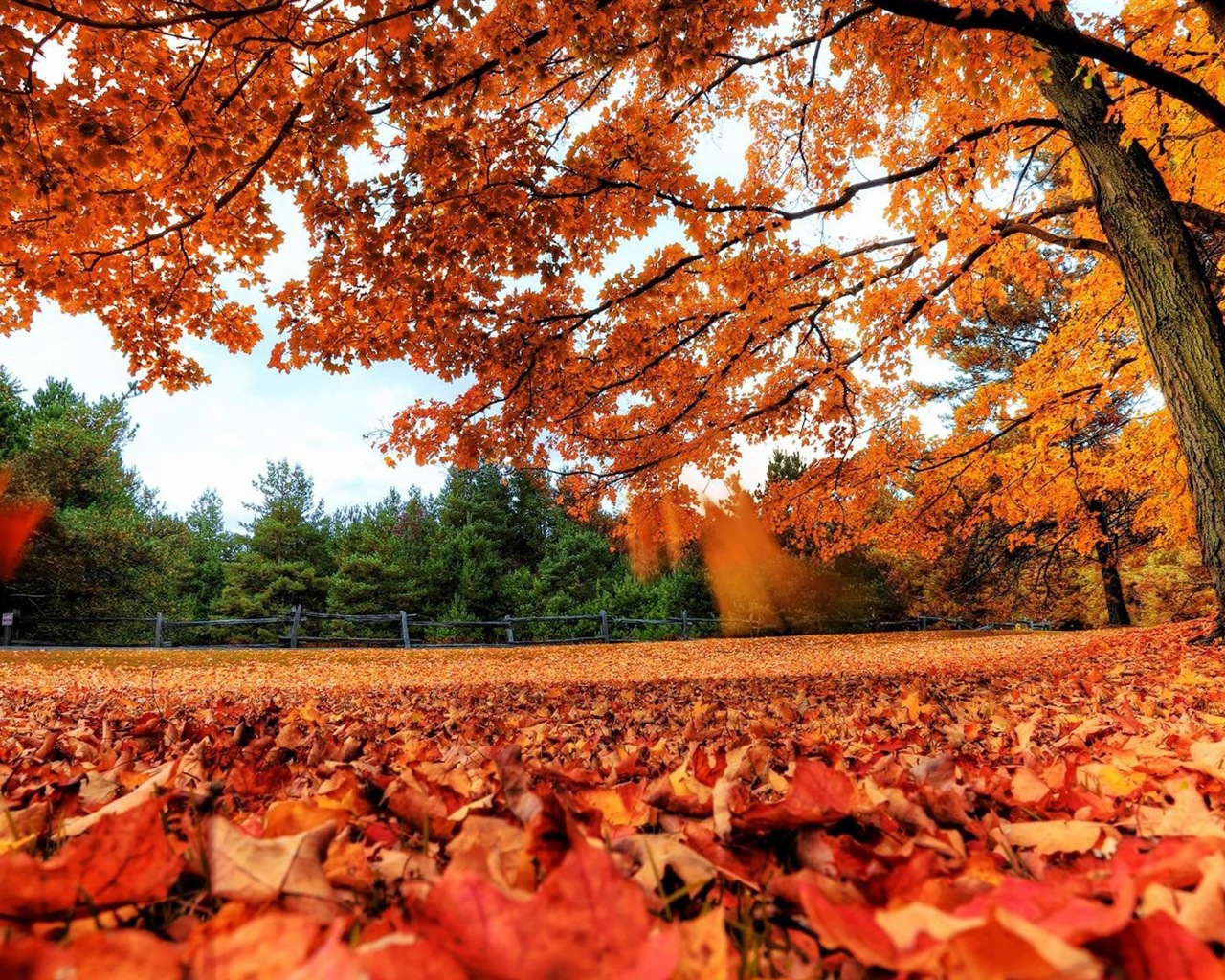 ウィンドウズ8.1テーマのHD壁紙：美しい秋の紅葉 #1 - 1280x1024