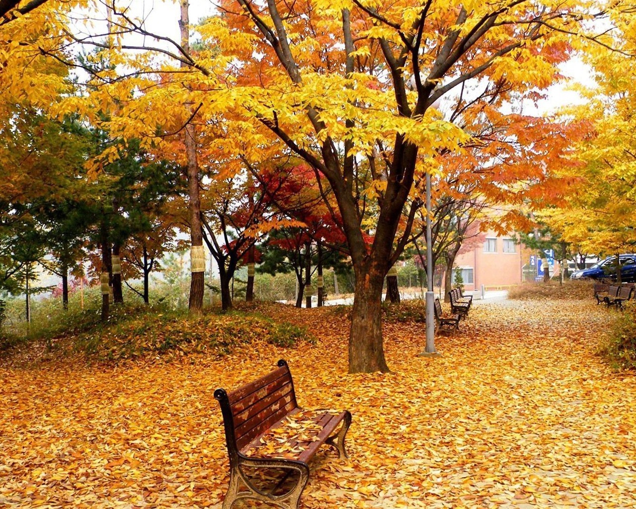 Windows 8.1 Theme HD wallpapers: beautiful autumn leaves #3 - 1280x1024