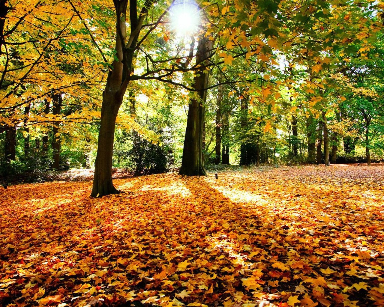 Windows 8.1 Theme HD wallpapers: beautiful autumn leaves #5 - 1280x1024