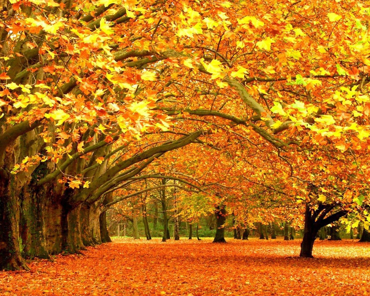 ウィンドウズ8.1テーマのHD壁紙：美しい秋の紅葉 #6 - 1280x1024