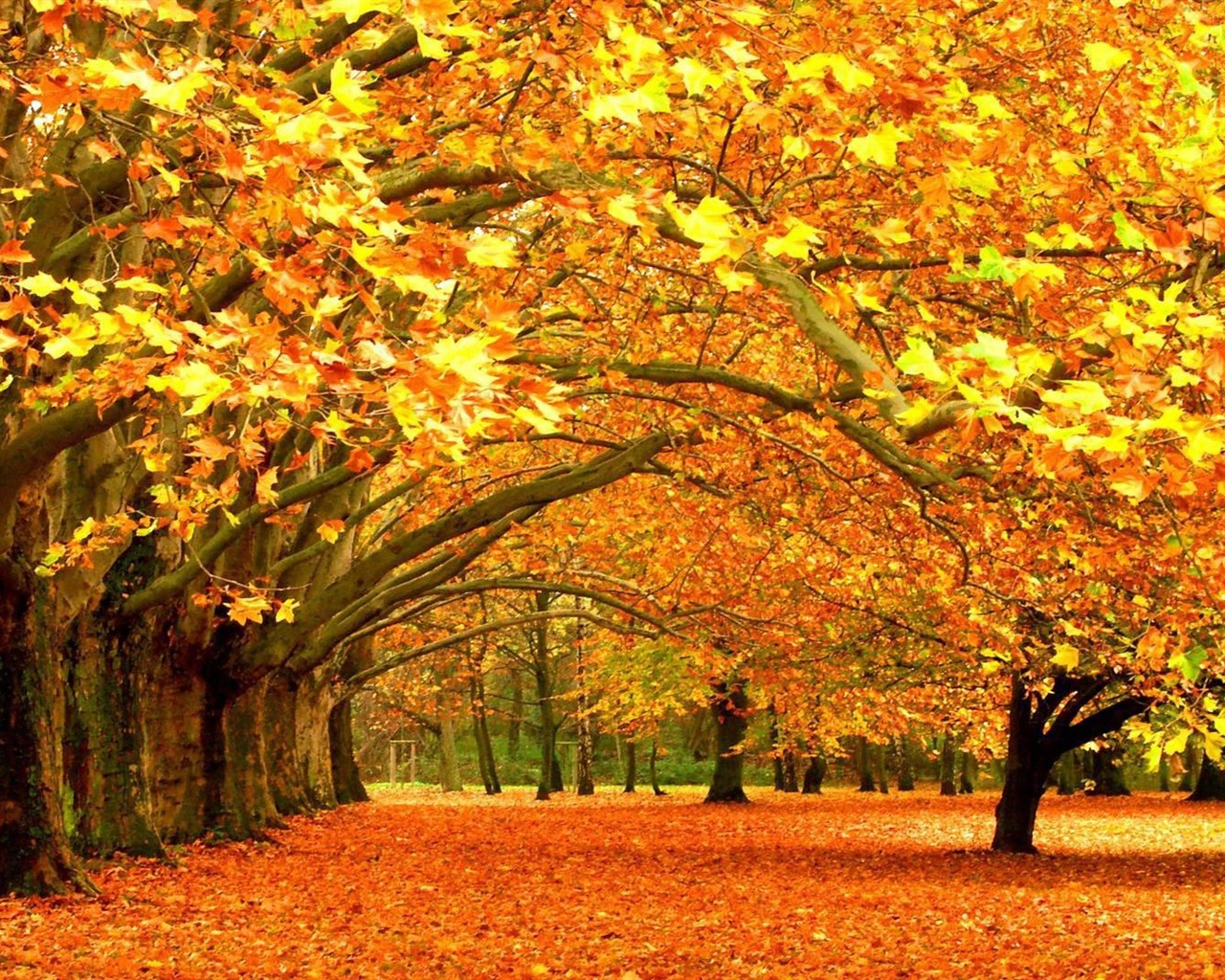 Windows 8.1 紅葉秋天美景主題 高清壁紙 #6 - 1280x1024
