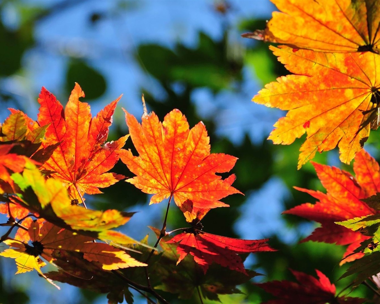 Thème de Windows 8.1 HD fonds d'écran: belles feuilles d'automne #8 - 1280x1024