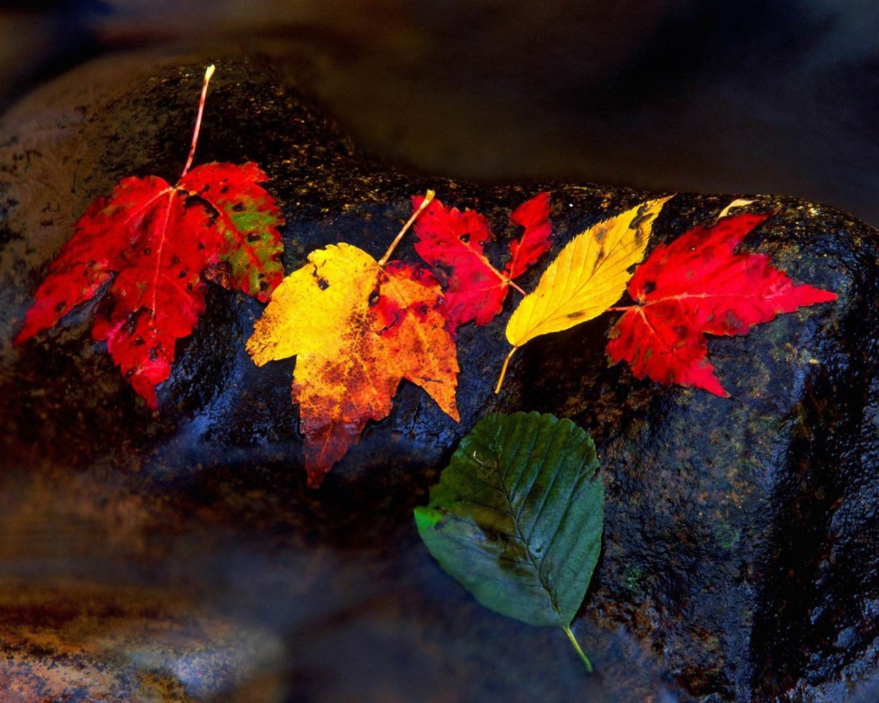 ОС Windows 8.1 HD обои темы: красивые осенние листья #11 - 1280x1024