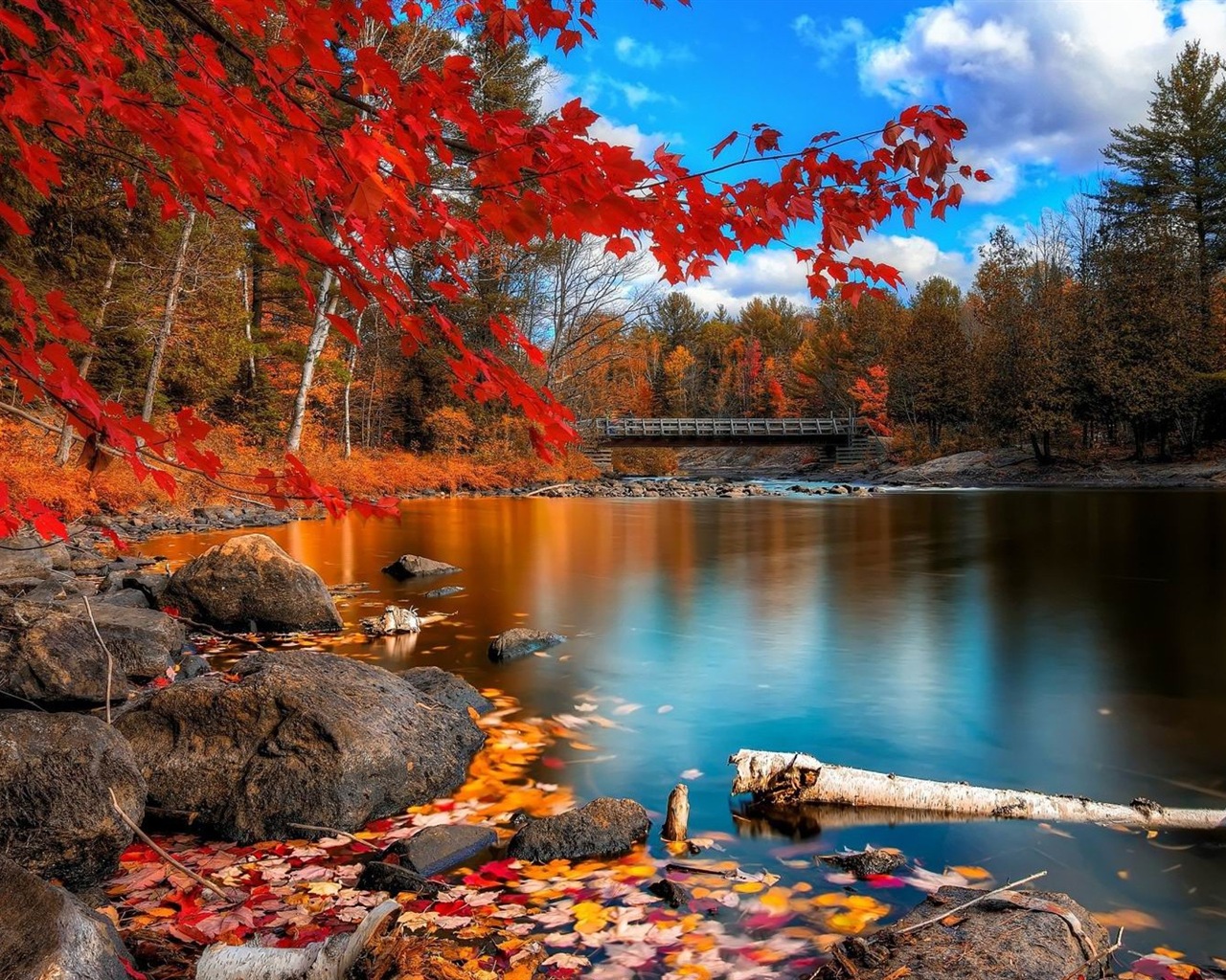 Windows 8.1 Theme HD wallpapers: beautiful autumn leaves #13 - 1280x1024