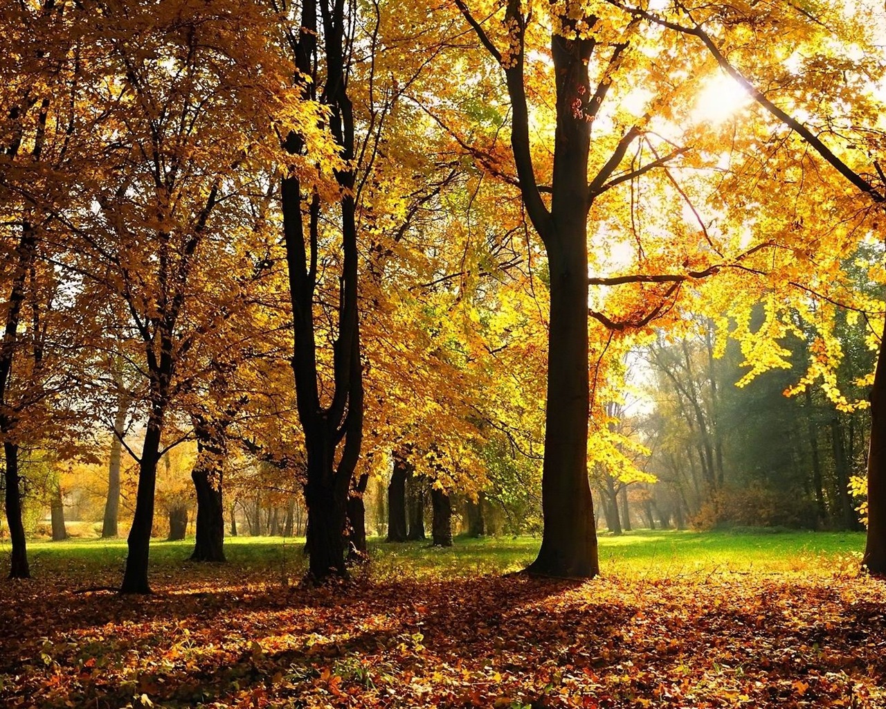 8.1 de Windows Theme HD wallpapers: hermosas hojas de otoño #15 - 1280x1024