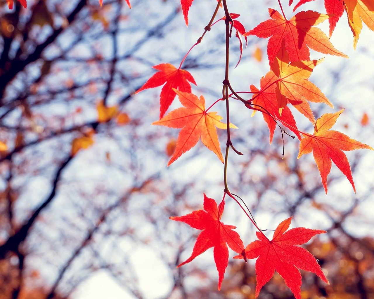 Windows 8.1 Theme HD wallpapers: beautiful autumn leaves #18 - 1280x1024