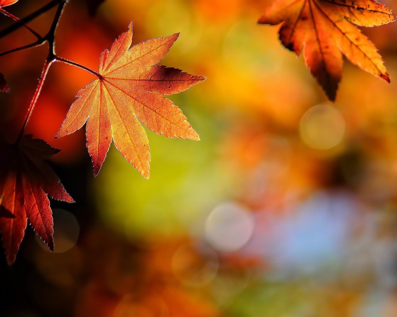 Windows 8.1 Theme HD wallpapers: beautiful autumn leaves #19 - 1280x1024