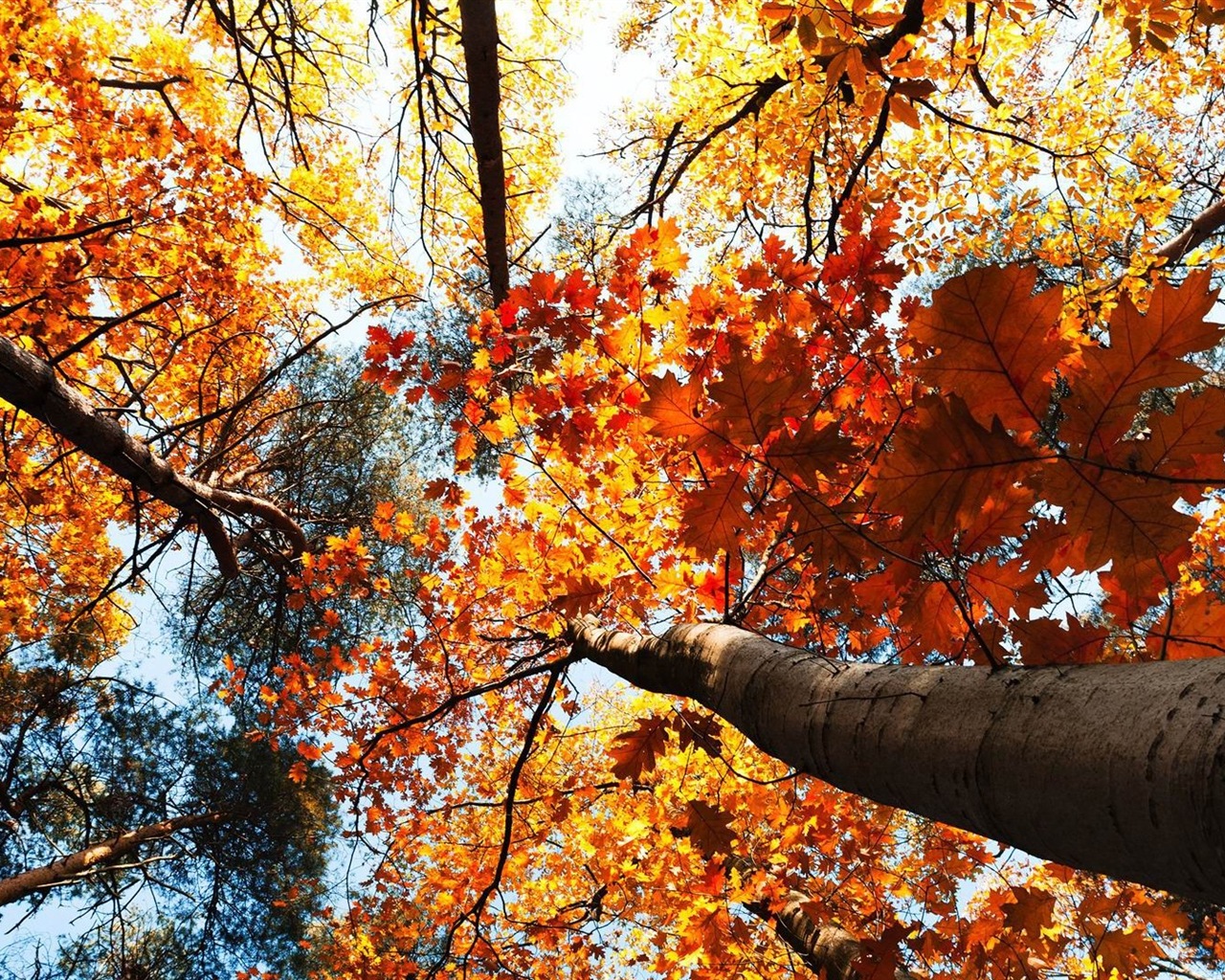 Windows 8.1 Theme HD wallpapers: beautiful autumn leaves #20 - 1280x1024