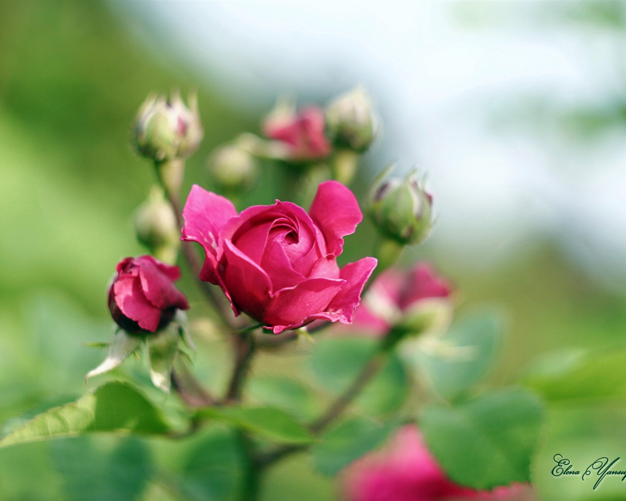 Windows 8 Theme HD Wallpapers: Beautiful flowers #1 - 1280x1024