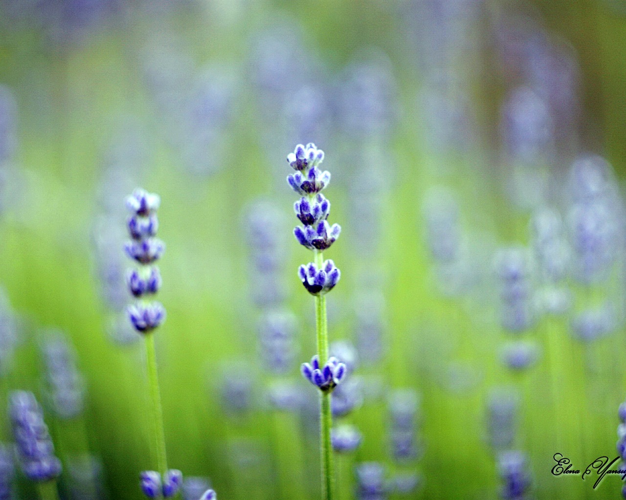 Windows 8 Theme HD Fonds d'écran: Belles fleurs #6 - 1280x1024