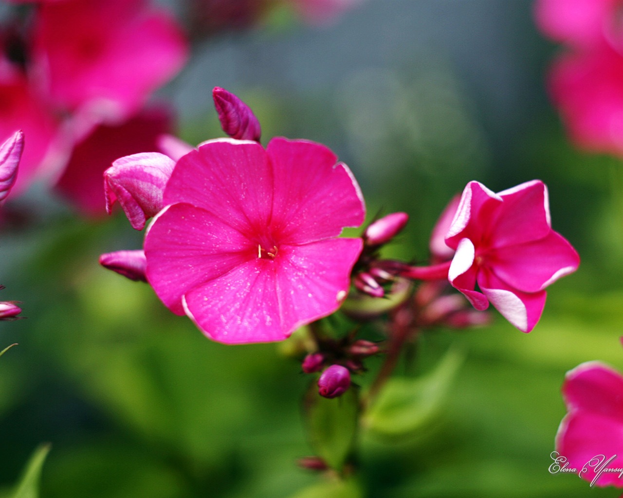 Windows 8 Theme HD Fonds d'écran: Belles fleurs #1 - 1280x1024