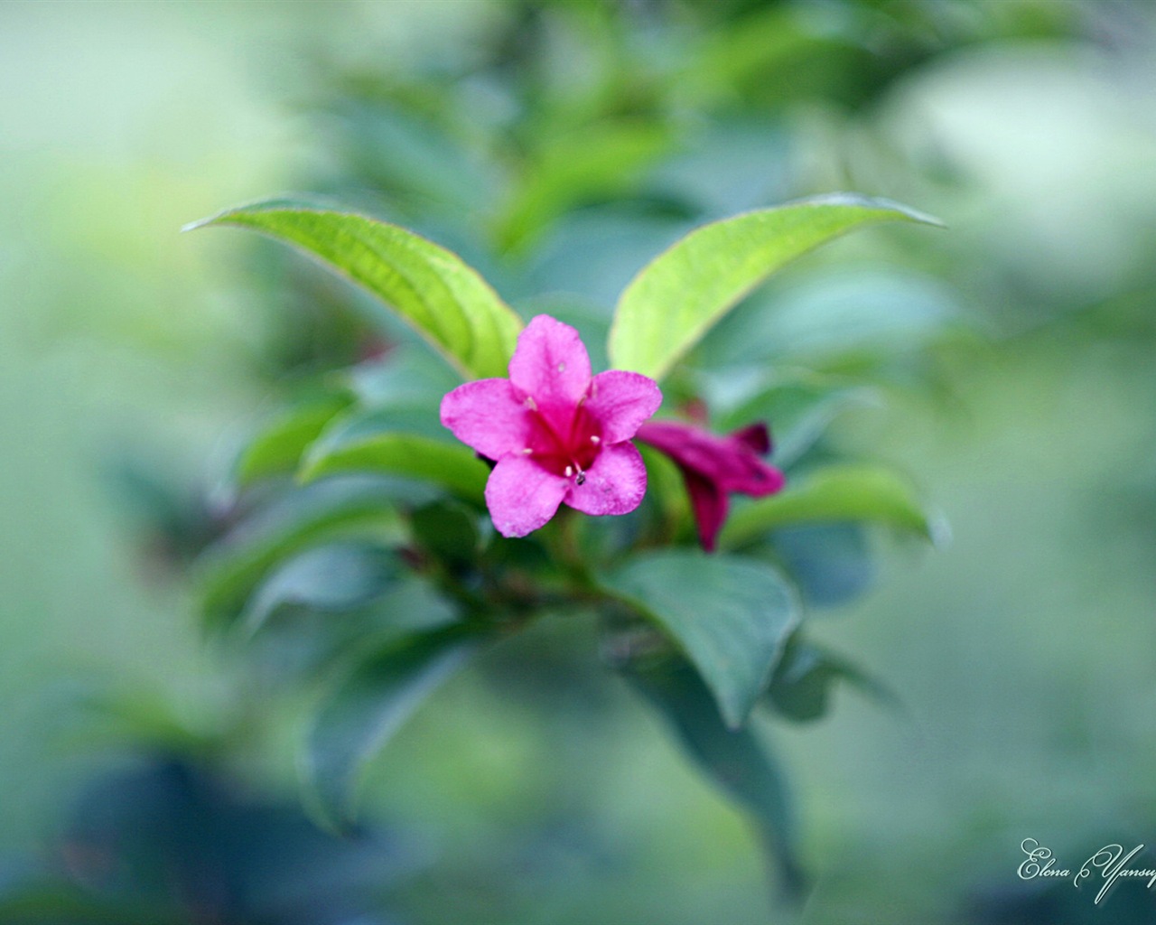 Windows 8 Theme HD Wallpapers: Beautiful flowers #12 - 1280x1024