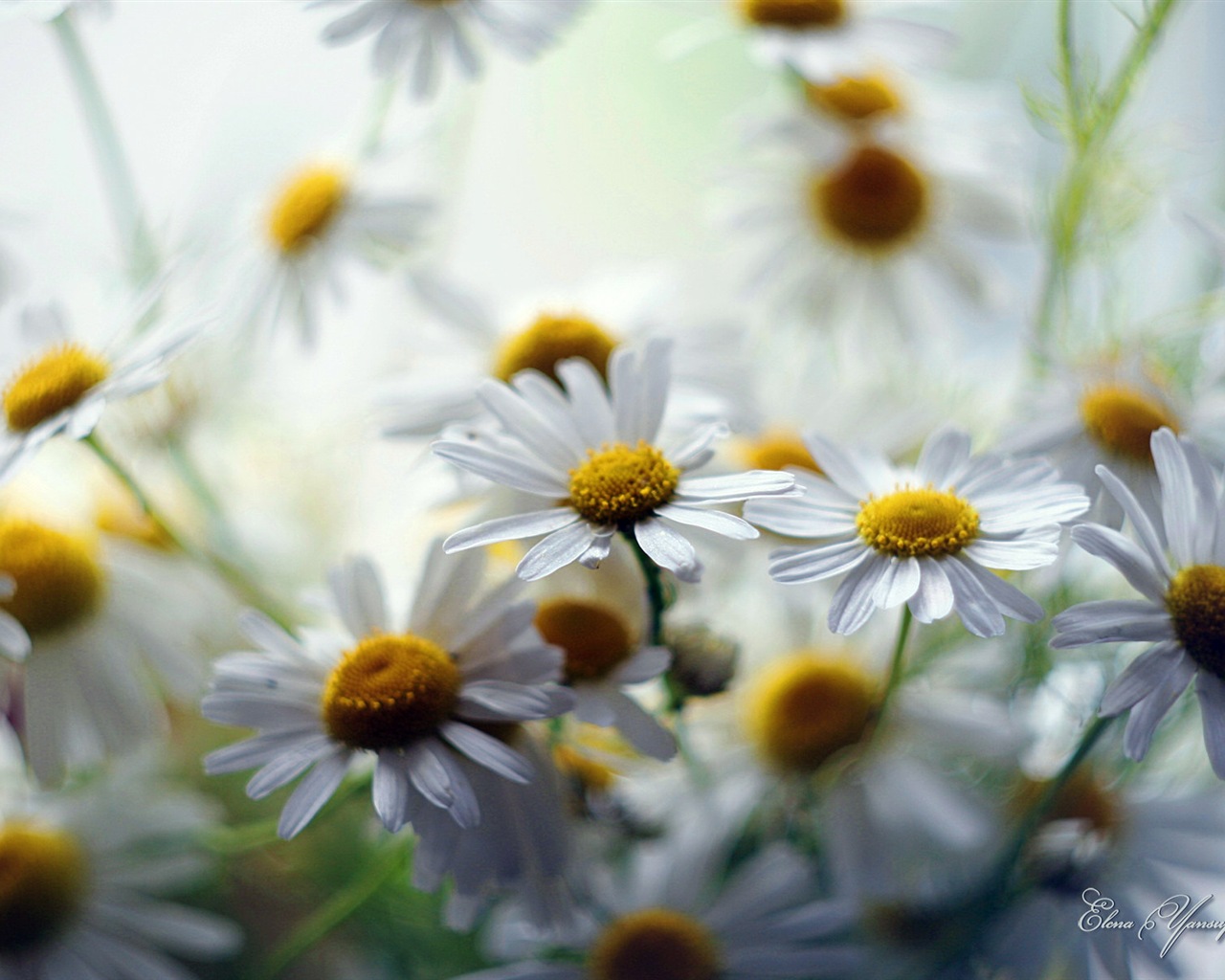 Windows 8 Theme HD Wallpapers: Beautiful flowers #13 - 1280x1024