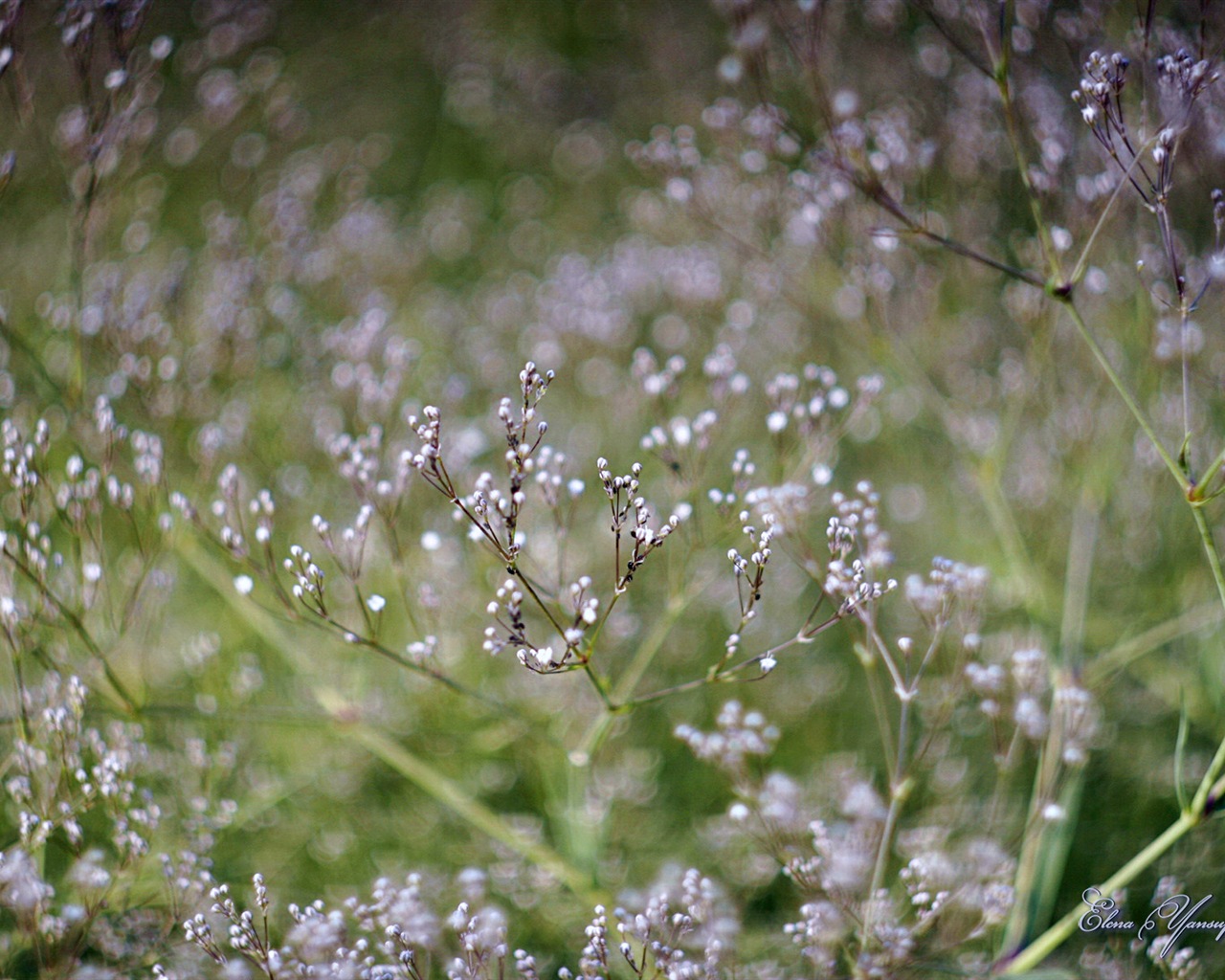 Windows 8 téma HD Tapety na plochu: Krásné květiny #15 - 1280x1024