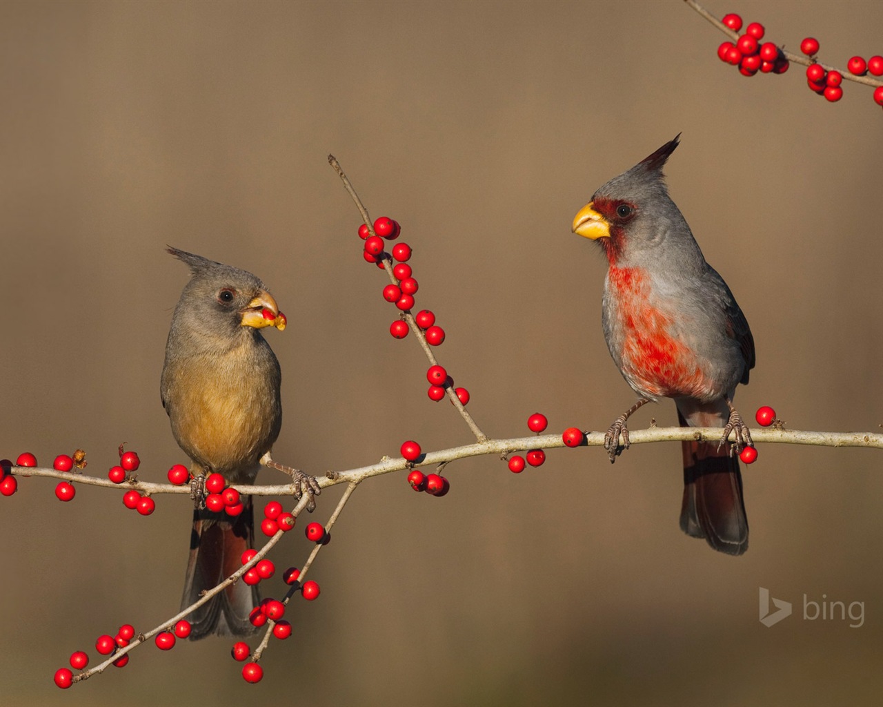 微软bing 11月份精美高清壁纸17 - 1280x1024