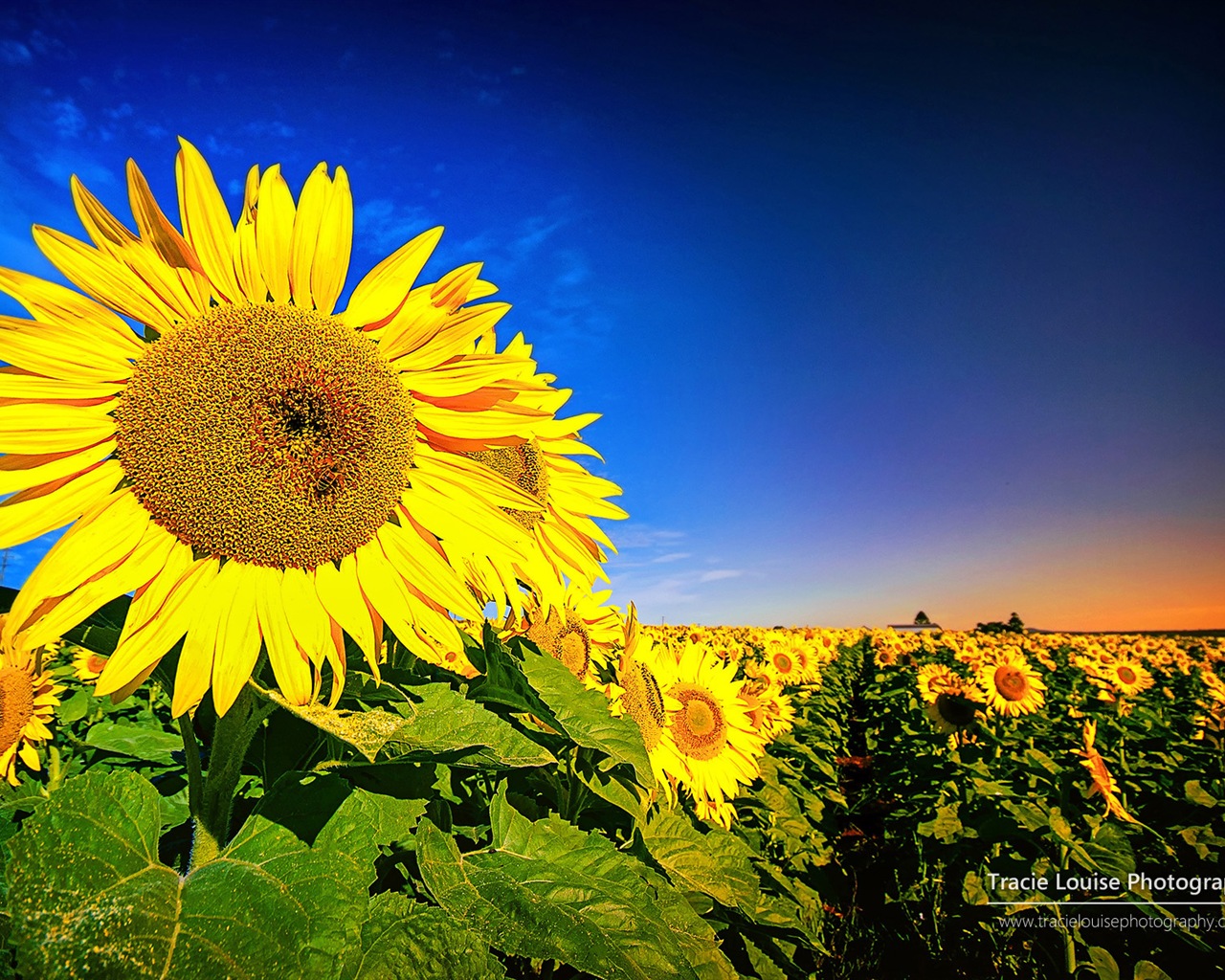 Queensland, Australia, hermosos paisajes, fondos de pantalla de Windows 8 tema de HD #13 - 1280x1024