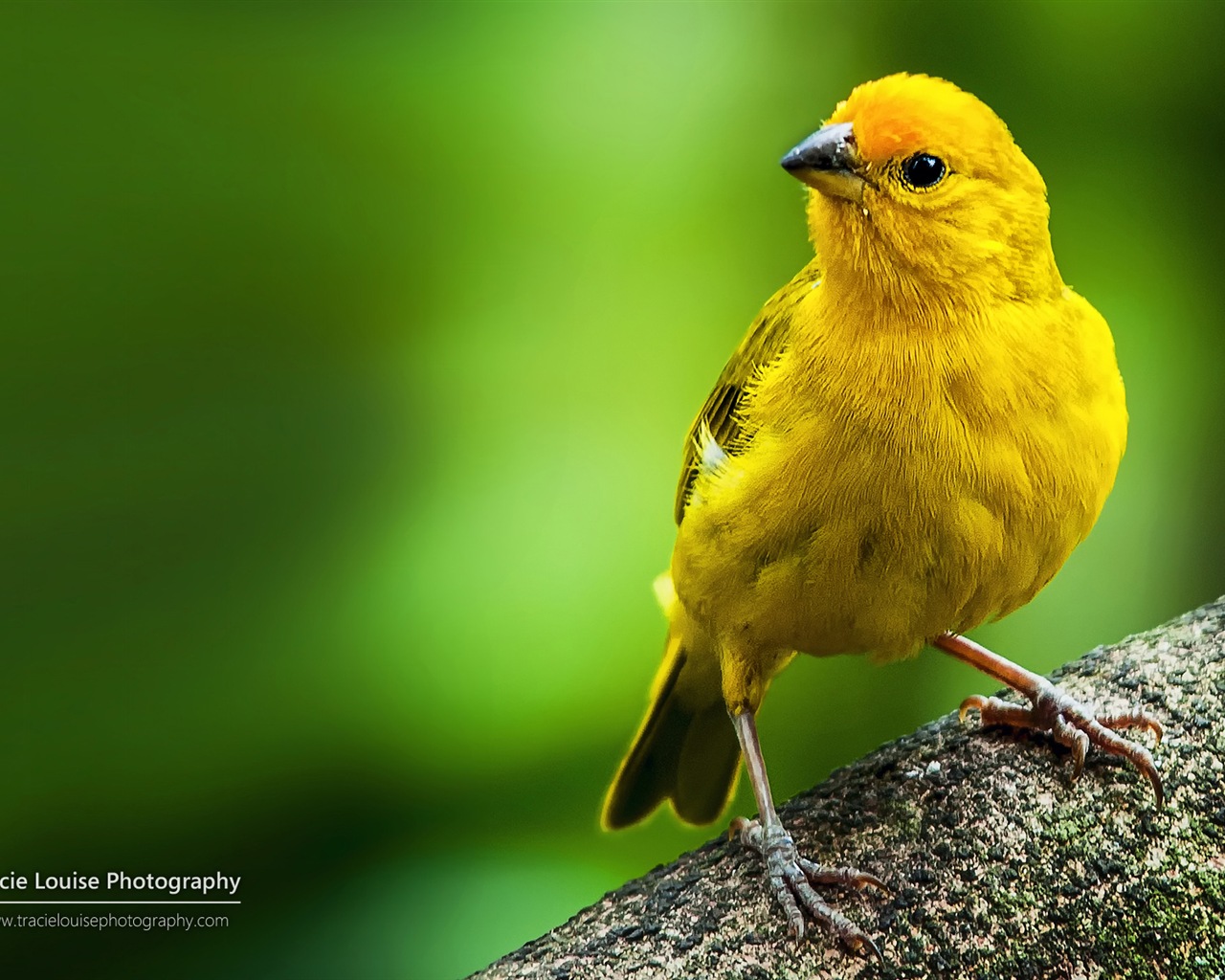 カラフルな鳥、Windowsの8テーマの壁紙 #4 - 1280x1024