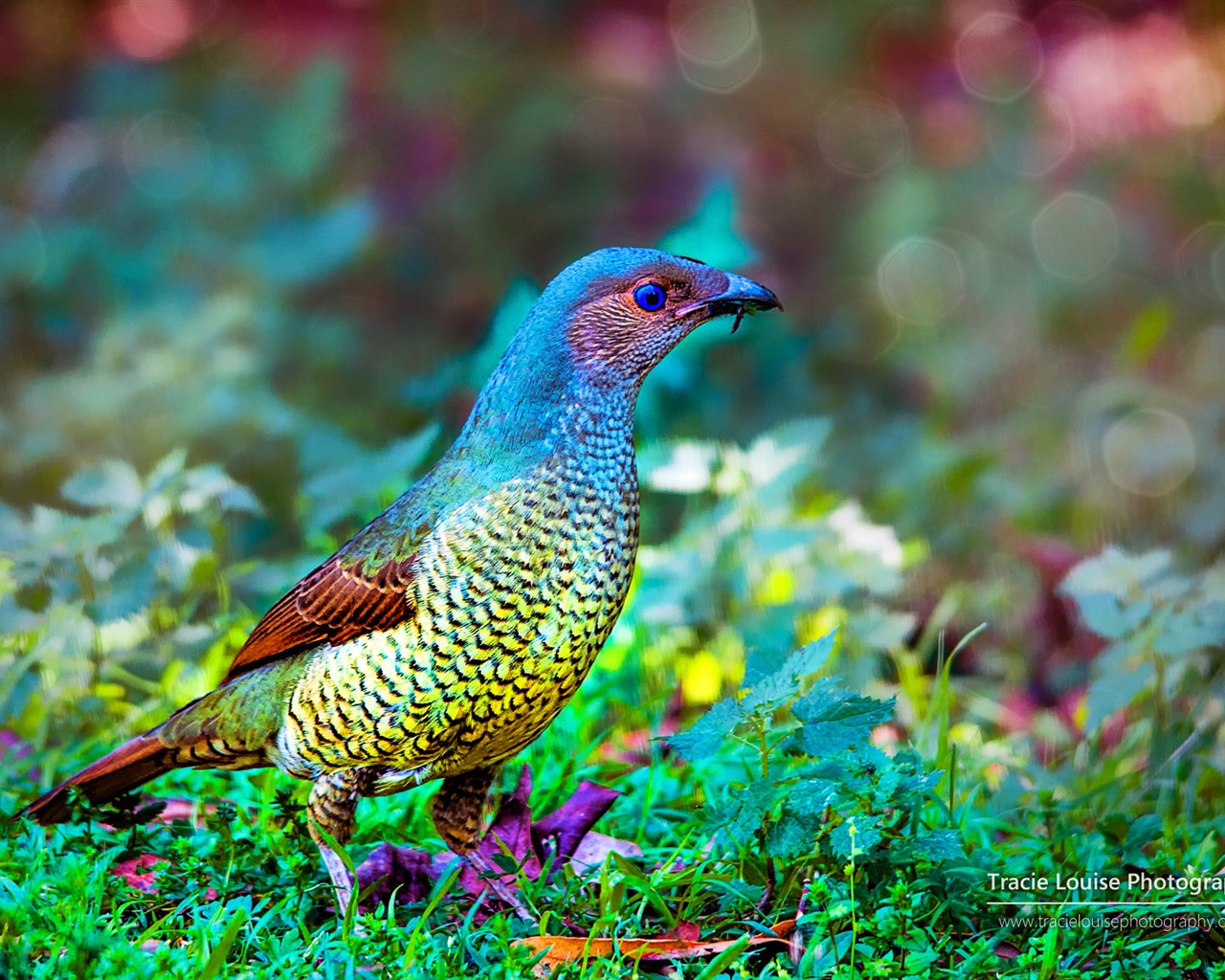 カラフルな鳥、Windowsの8テーマの壁紙 #5 - 1280x1024