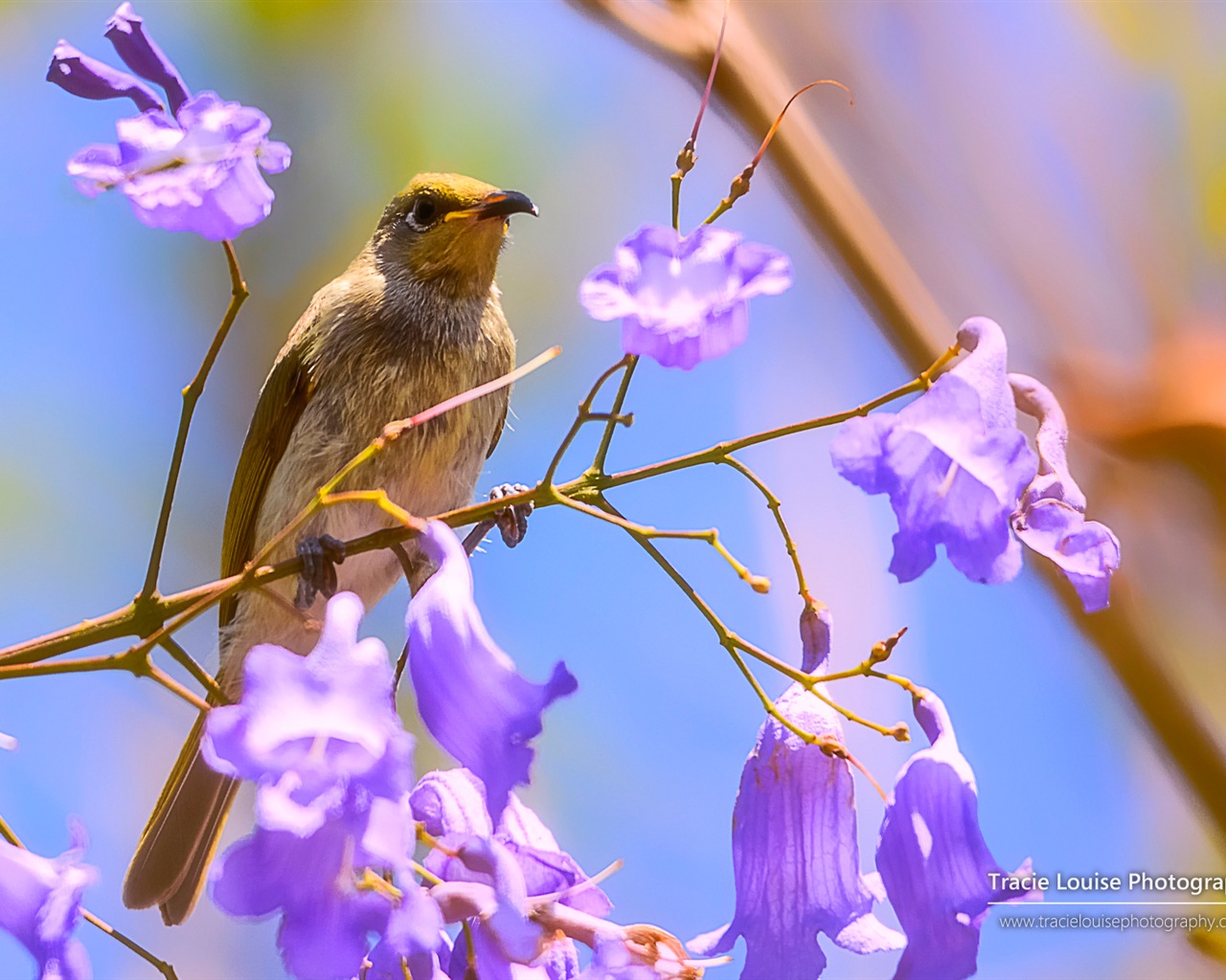 カラフルな鳥、Windowsの8テーマの壁紙 #6 - 1280x1024