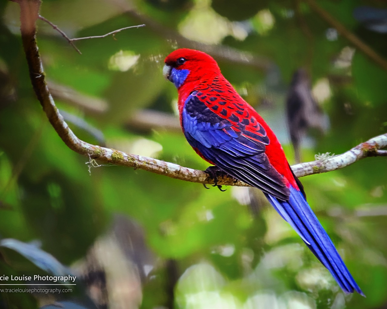 Colorful birds, Windows 8 theme wallpaper #8 - 1280x1024