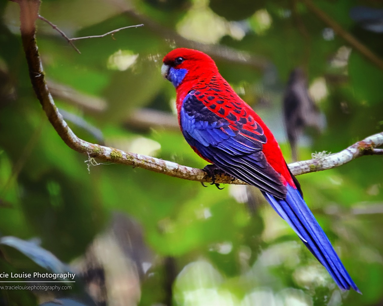 カラフルな鳥、Windowsの8テーマの壁紙 #8 - 1280x1024