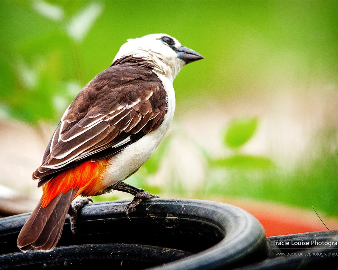 カラフルな鳥、Windowsの8テーマの壁紙 #9 - 1280x1024