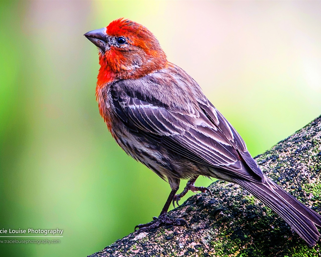 カラフルな鳥、Windowsの8テーマの壁紙 #11 - 1280x1024