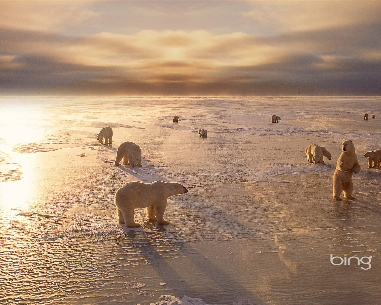 Bing 必應2014年1月壁紙精選 #8 - 1280x1024