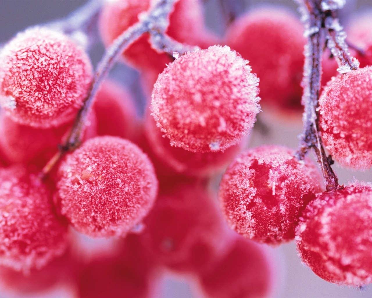 冬天的漿果 霜凍冰雪壁紙 #1 - 1280x1024