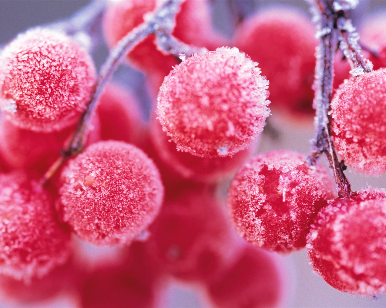 Winter berries, frost snow HD wallpapers #1 - 1280x1024