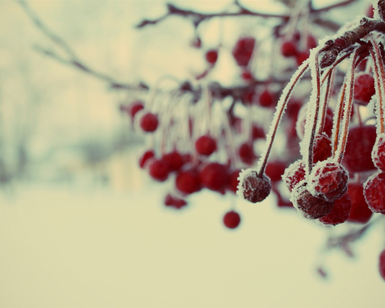 冬のベリー、霜、雪HDの壁紙 #3 - 1280x1024