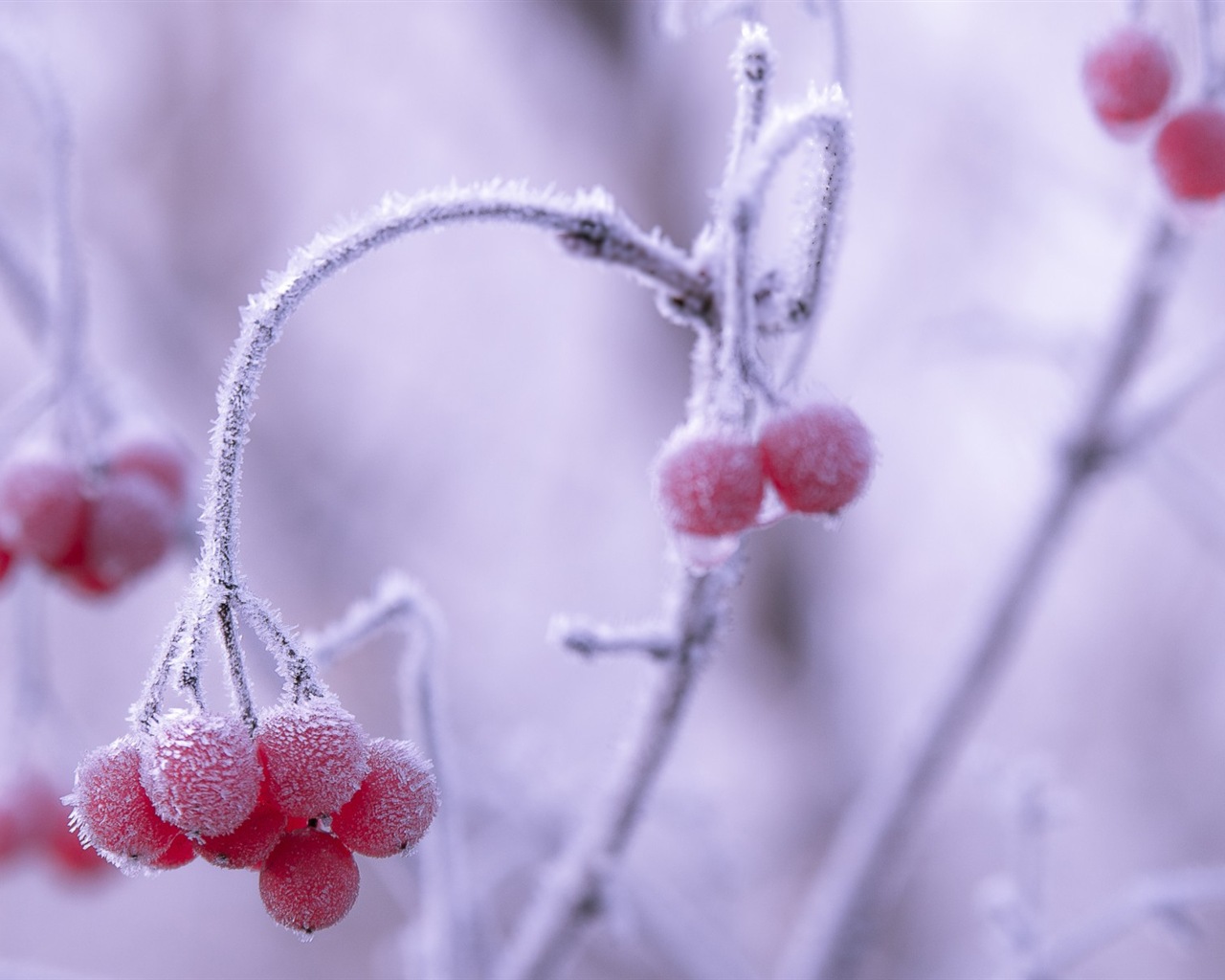 冬のベリー、霜、雪HDの壁紙 #4 - 1280x1024