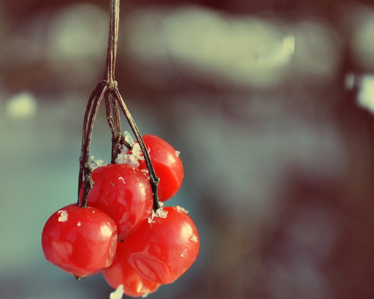 Winter berries, frost snow HD wallpapers #5 - 1280x1024