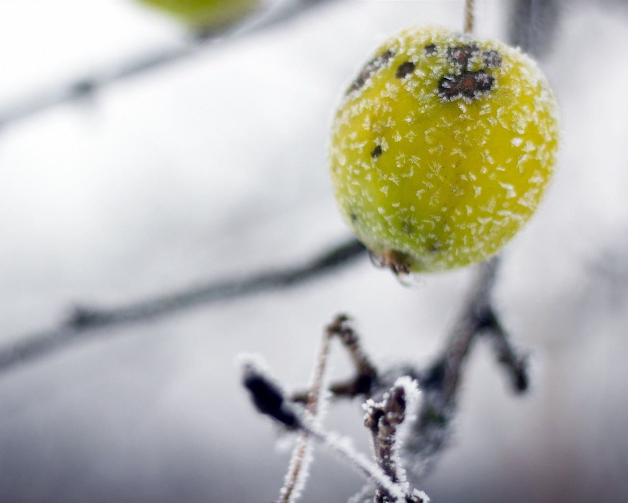 冬天的漿果 霜凍冰雪壁紙 #6 - 1280x1024