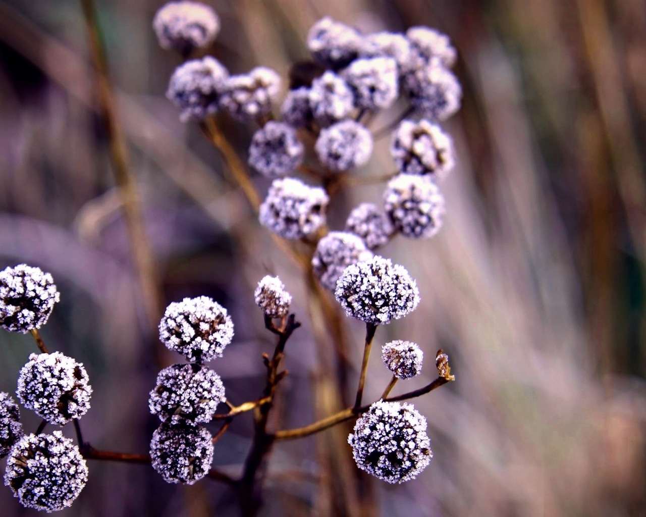 Winter berries, frost snow HD wallpapers #7 - 1280x1024