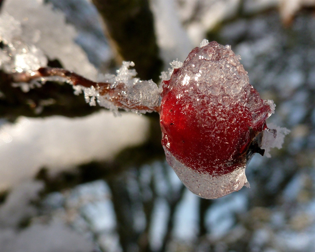 冬のベリー、霜、雪HDの壁紙 #8 - 1280x1024