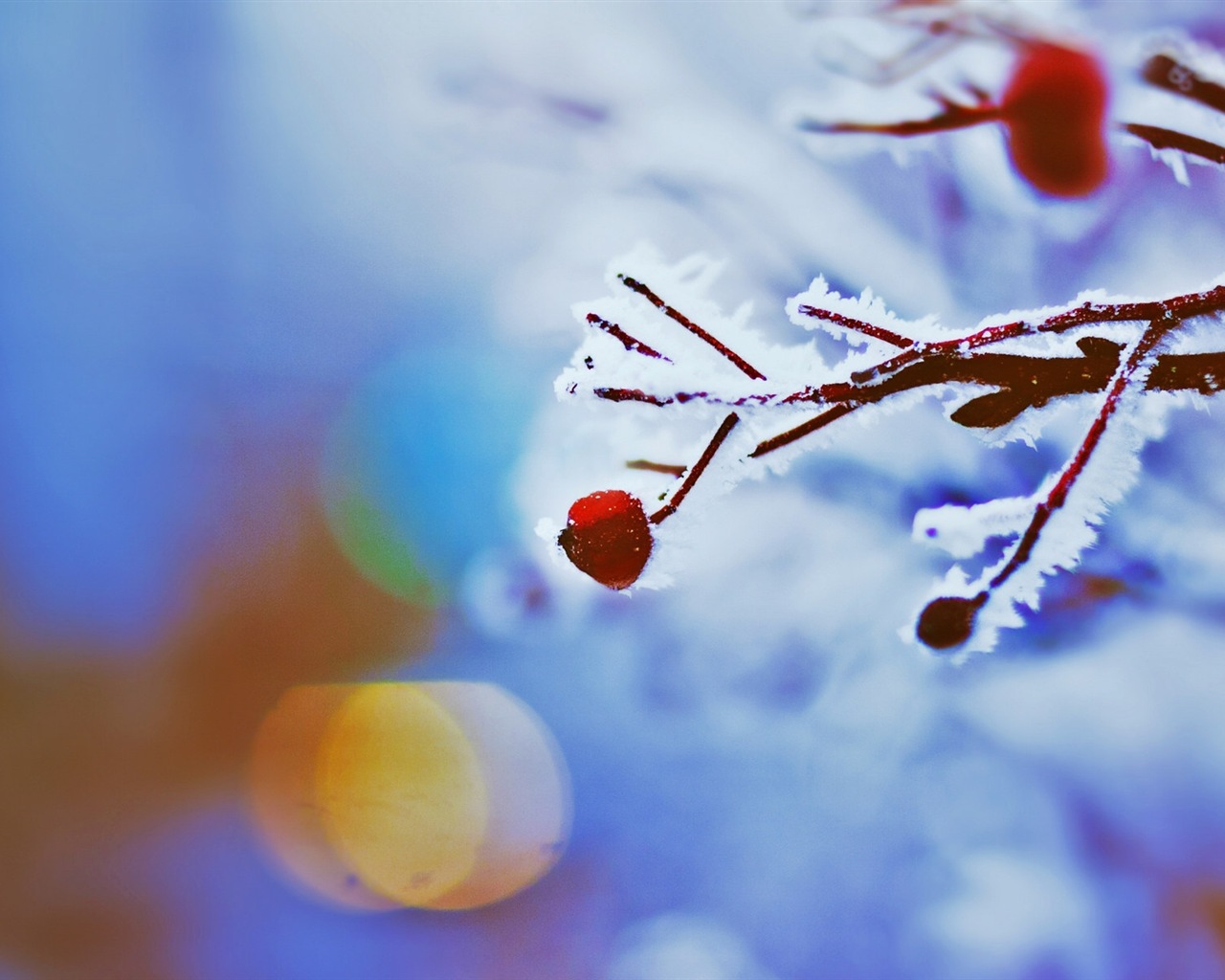 Winter berries, frost snow HD wallpapers #11 - 1280x1024