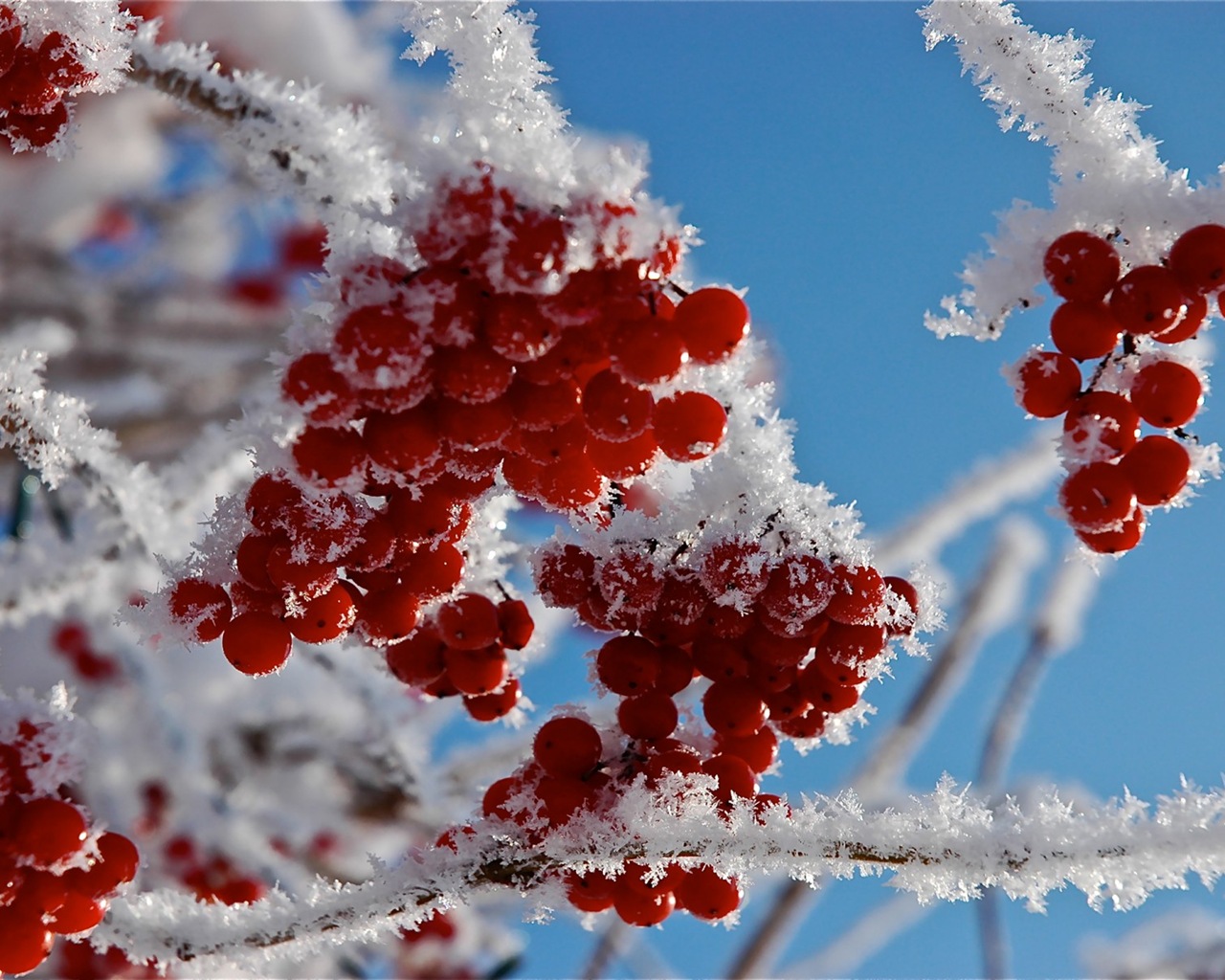 冬のベリー、霜、雪HDの壁紙 #14 - 1280x1024