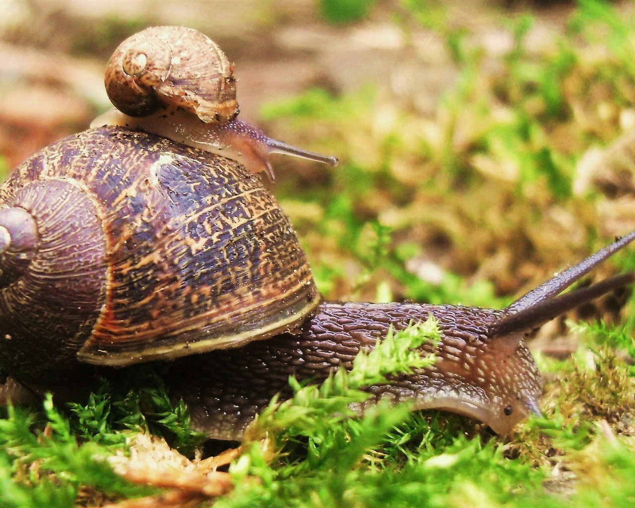 Colorful variety of animals, Windows 8 theme wallpapers #3 - 1280x1024