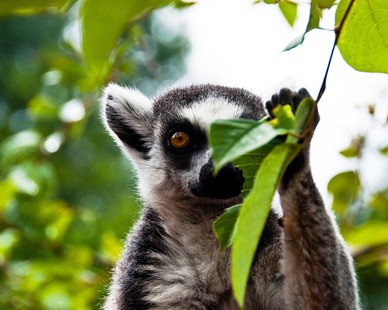 Colorful variety of animals, Windows 8 theme wallpapers #5 - 1280x1024