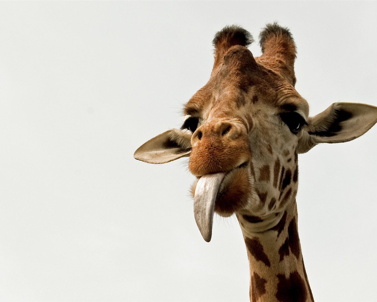 Colorful variety of animals, Windows 8 theme wallpapers #11 - 1280x1024