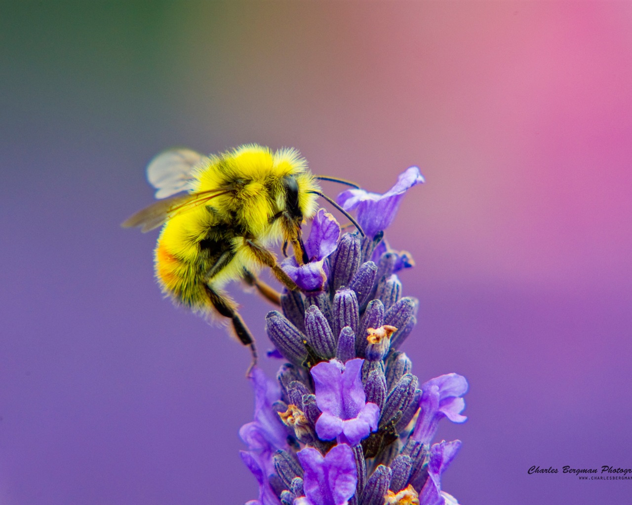 The beauty of life, Windows 8 theme wallpapers #3 - 1280x1024