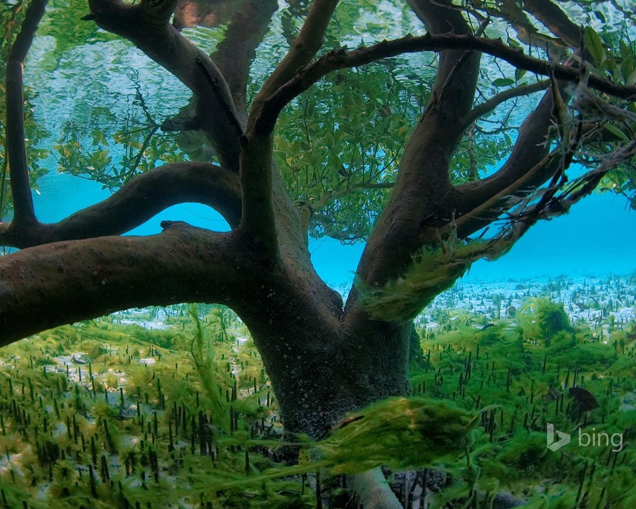 Microsoft Bing 2013 best wallpapers #10 - 1280x1024