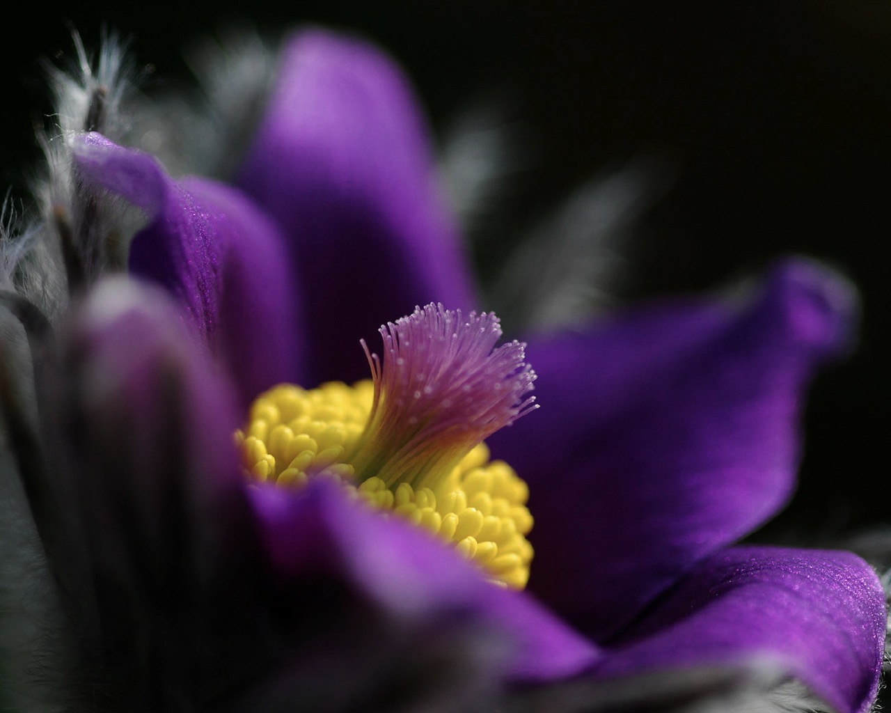 Des fleurs fraîches et de papier peint herbe HD #2 - 1280x1024