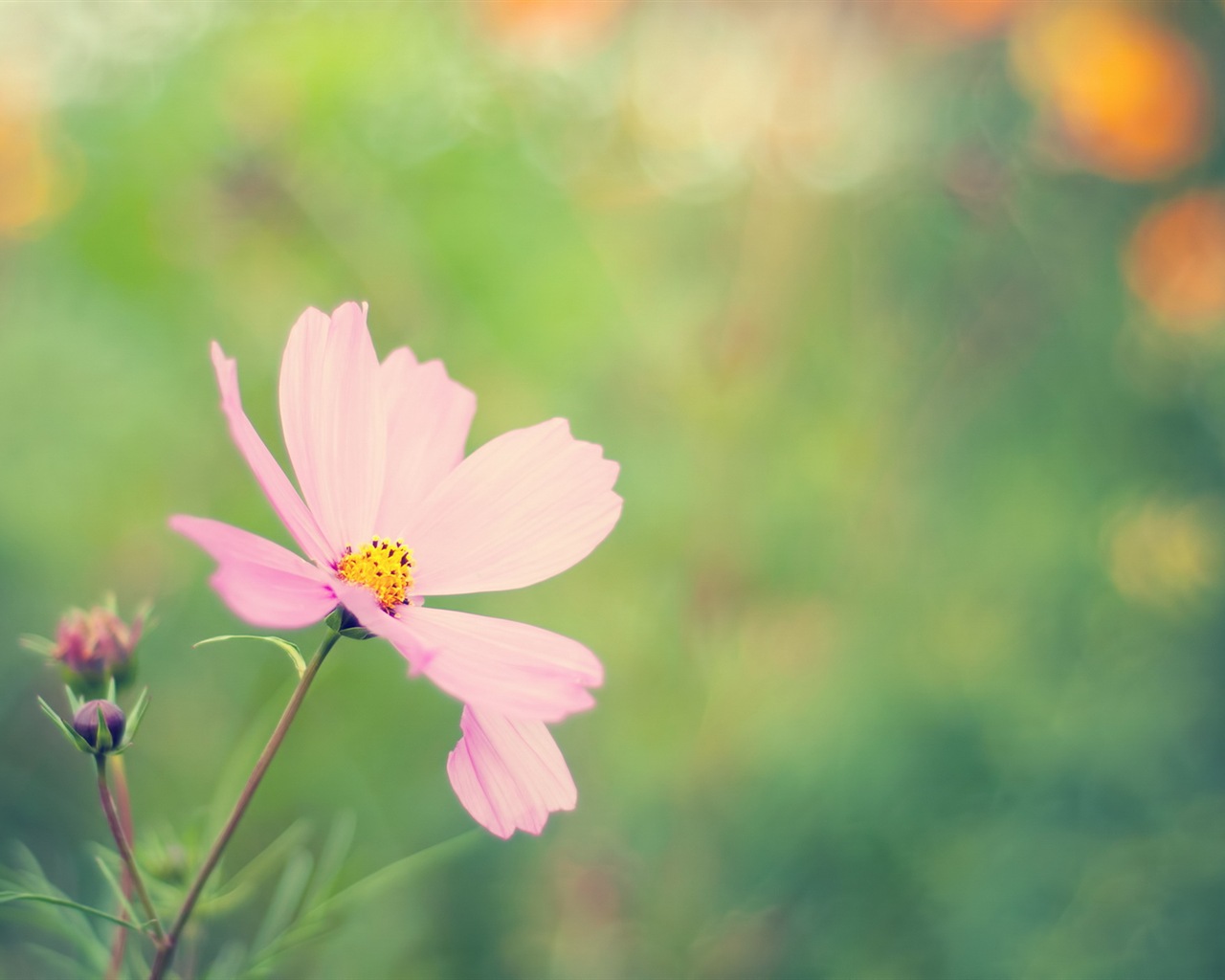 Des fleurs fraîches et de papier peint herbe HD #3 - 1280x1024