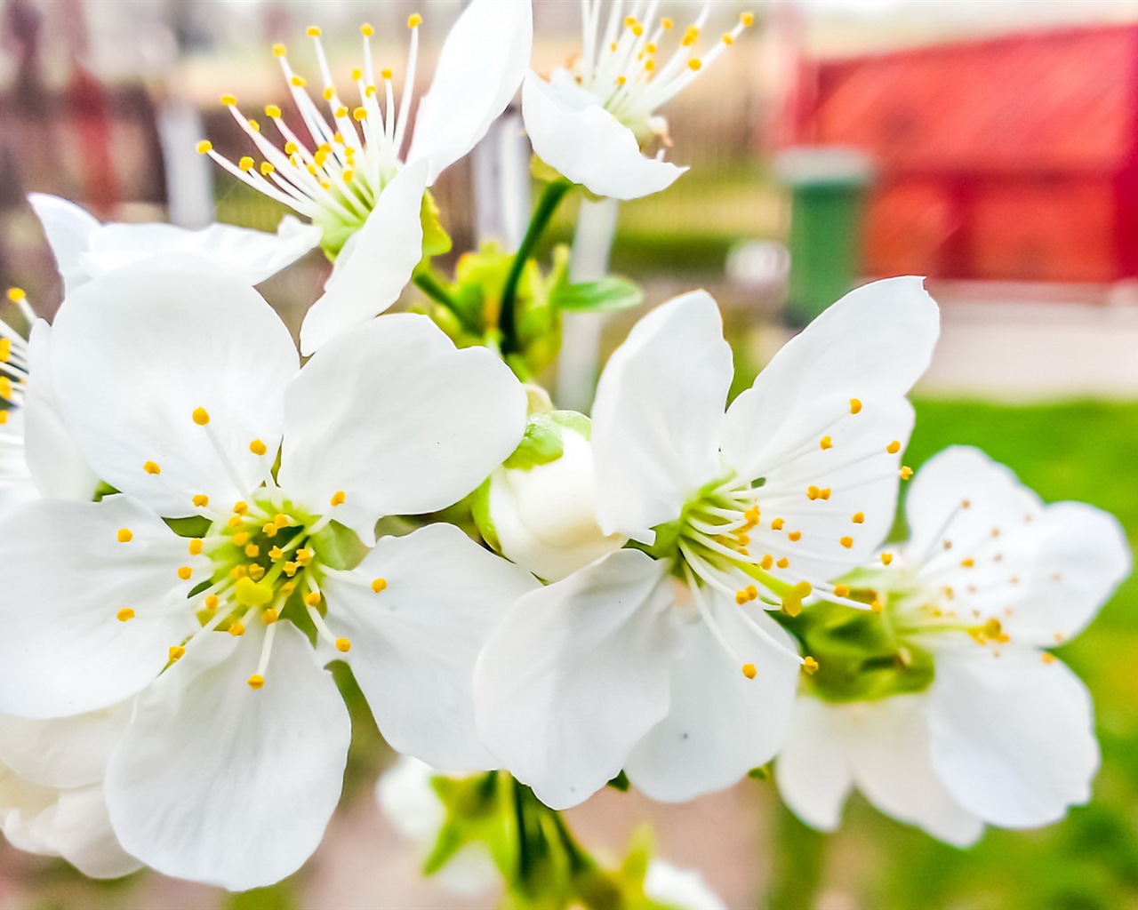 Des fleurs fraîches et de papier peint herbe HD #4 - 1280x1024