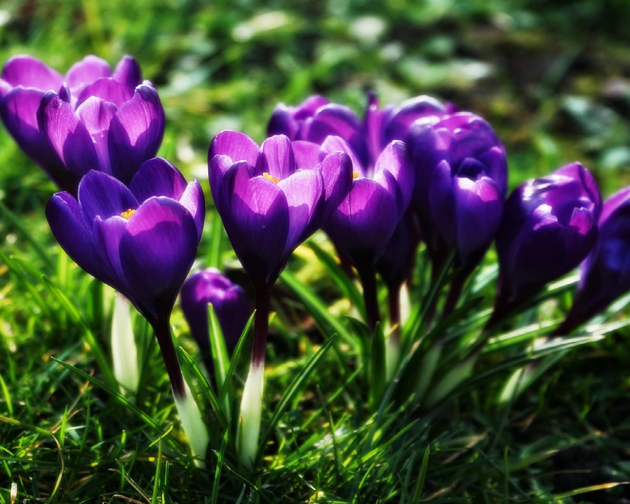 Des fleurs fraîches et de papier peint herbe HD #5 - 1280x1024